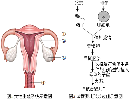 妊娠纹
