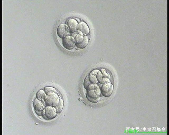着床