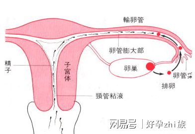 着床出血