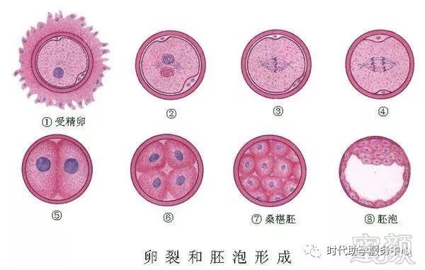 着床出血
