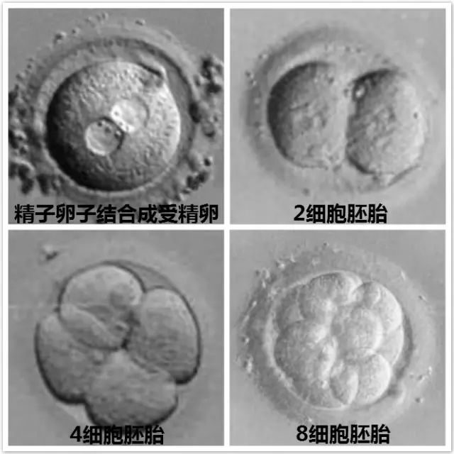 着床出血