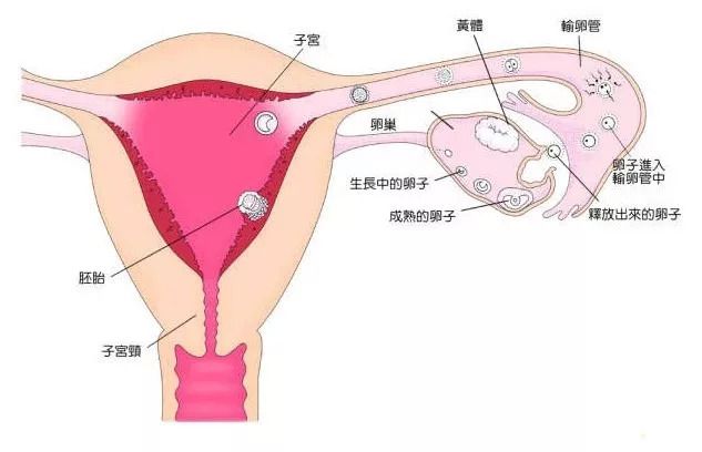 着床出血