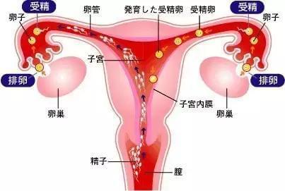 着床出血